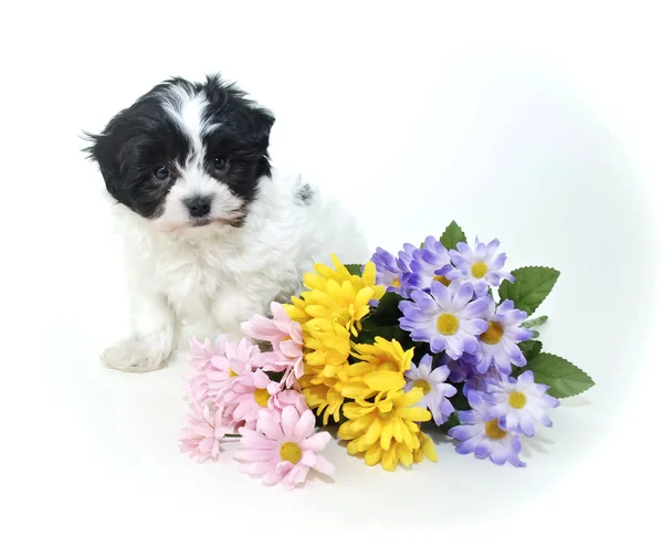 Filhote de cachorro bonito com flores da primavera — Fotografia de Stock