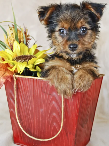 Cãozinho Yorkie Fotografia De Stock