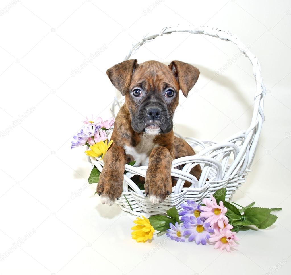 Boxer Puppy in Basket with Spring Flowers.