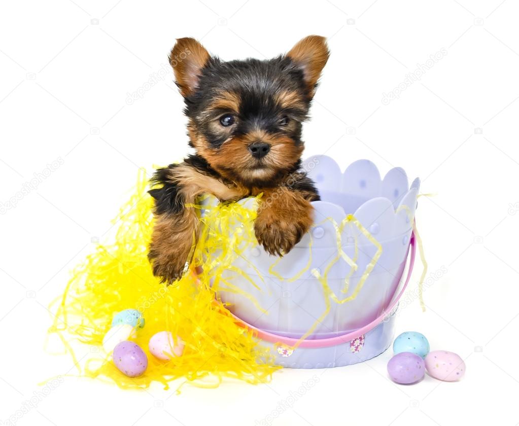 Yorkie Puppy in Easter Basket