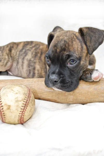 Boxer valp med baseball och bat — Stockfoto