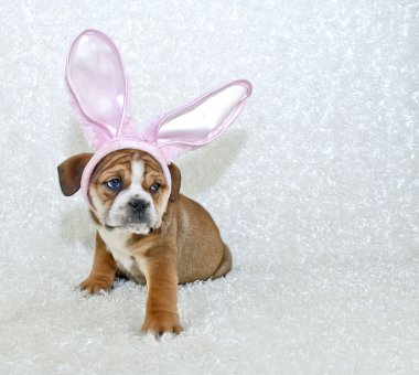 sevimli Paskalya bulldog köpek