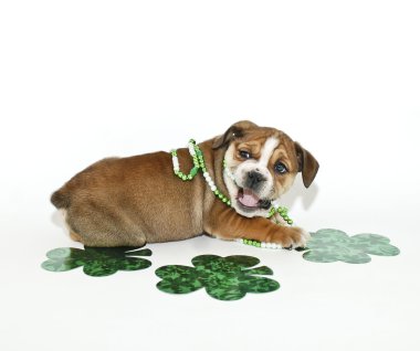 St patricks günü bulldog yavrusu.