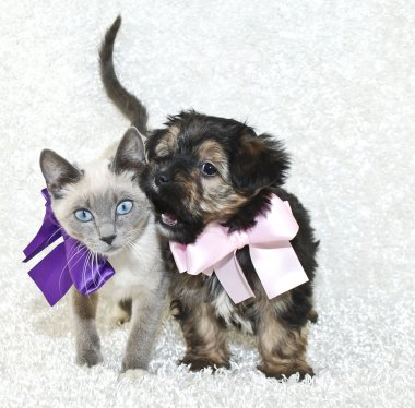 komik köpek ve kedi