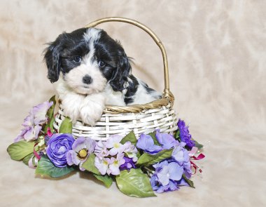Cavachon köpek yavrusu