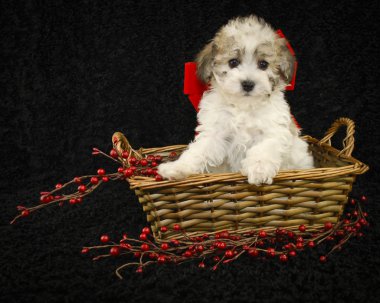 Noel köpek yavrusu