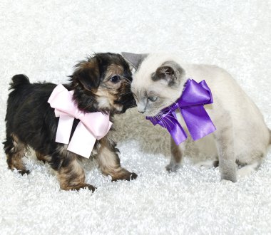 Cute Puppy Telling A Kitten Secrets clipart