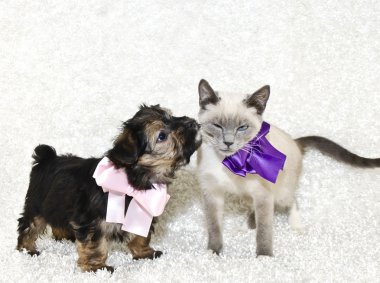 köpek yavrusu kisses