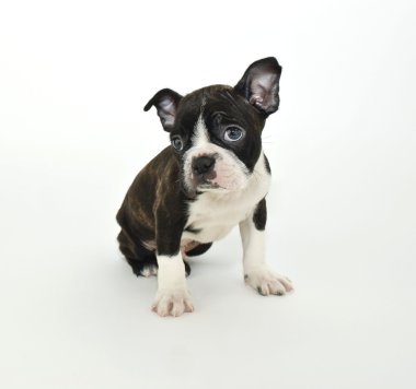 Boston terrier yavrusu