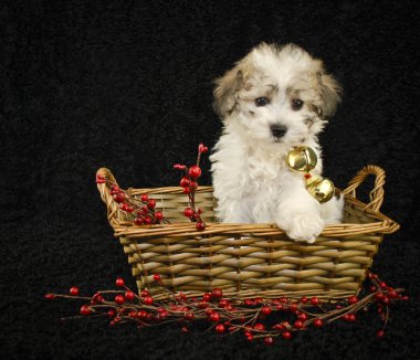 Noel köpek yavrusu