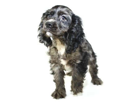 Cocker spaniel köpek yavrusu