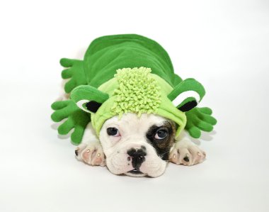 Bulldog yavru kurbağa kıyafeti.