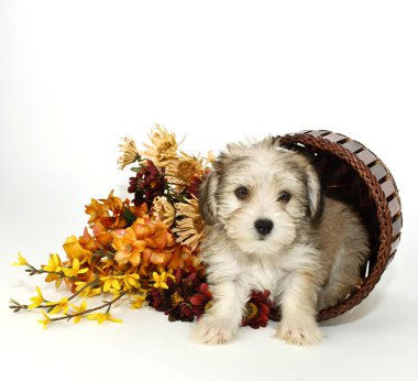 morkie köpek