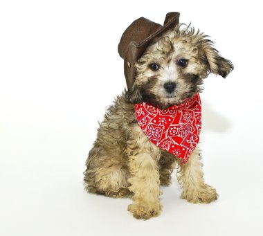 coyboy köpek