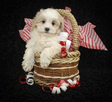 Noel köpek yavrusu