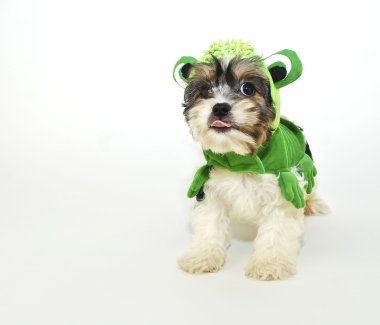 Kurbağa kostümlü Cavachon köpek yavrusu