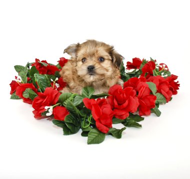 şirin yorkie-poo köpek yavrusu