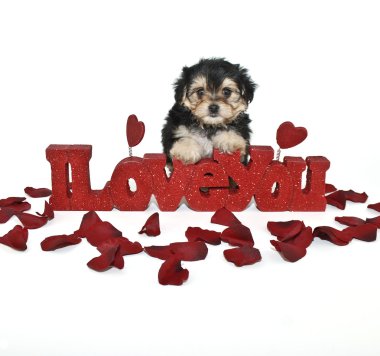 yorkie-poo köpek seni seviyorum