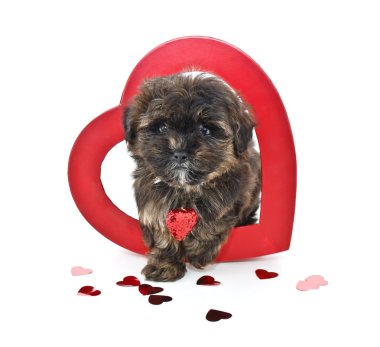 sevimli köpek yavruları