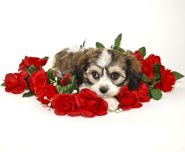 şirin cavachon köpek yavrusu