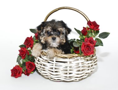 şirin yorkie kaka köpek yavrusu