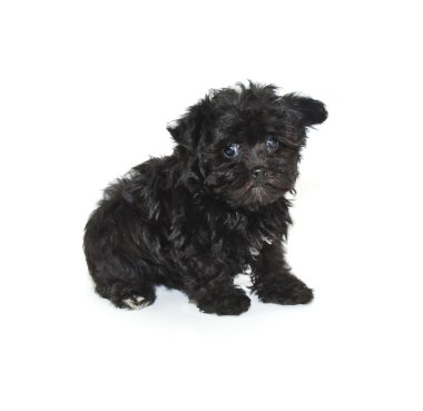 siyah köpek yavrusu