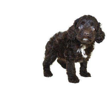 sevimli kahverengi köpek