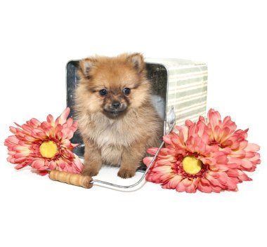 Pomeranian köpek yavrusu