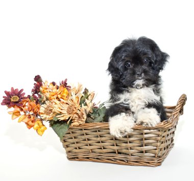 köpekle sonbahar renkli çiçekler.