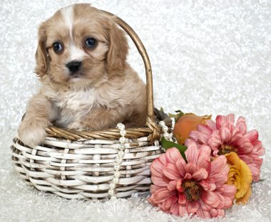 Cavachon köpek yavrusu