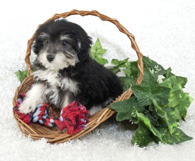 morkie köpek
