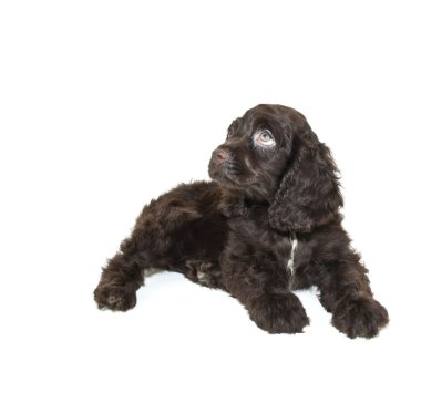 Cocker spaniel köpek yavrusu
