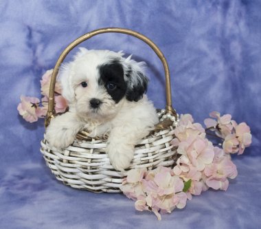 siyah-beyaz köpek yavrusu