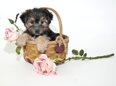 Yorkie mix köpek yavrusu