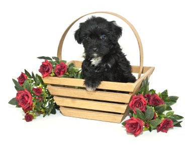 blsck yorki-poo köpek yavrusu