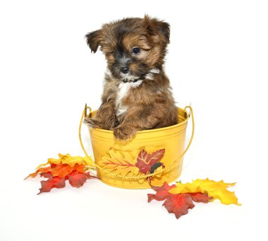 Yorkie-poo köpek yavrusu