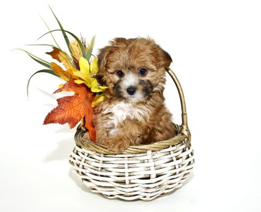 şirin yorkie-poo köpek yavrusu