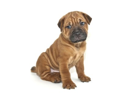 shar pei köpek yavrusu