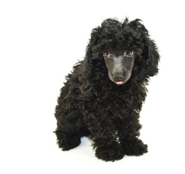 onun dilini siyah fino köpeği