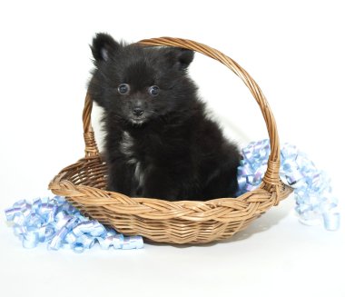siyah pomeranian köpek yavrusu