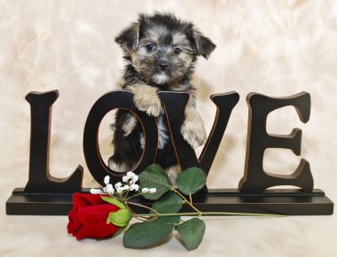 sevimli köpek yavruları