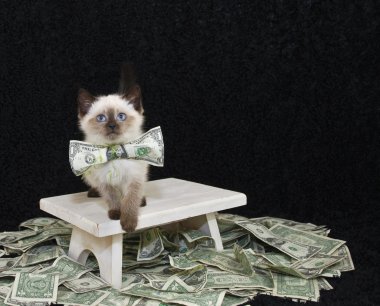 Şimdiye kadar para dedi hiç bir kedi yavrusu aldım, saadet olmaz