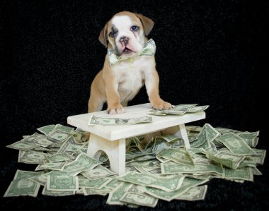 Şimdiye kadar para dedi hiç bir köpek aldım, saadet olmaz.