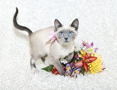 şirin Siyam kedi yavrusu