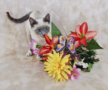 oynak Siyam kedi yavrusu