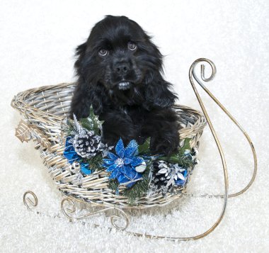 Noel cocker spaniel köpek yavrusu