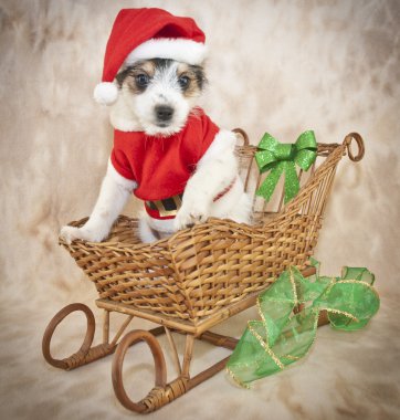 Noel köpek yavrusu
