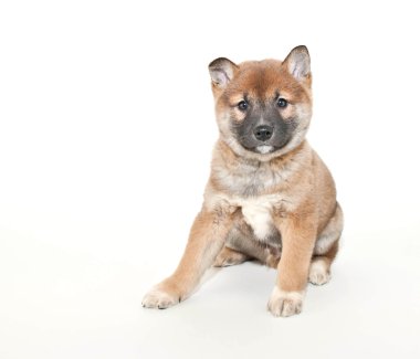 Shiba Inu köpek yavrusu