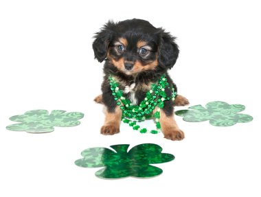 Aziz patrick günü köpek yavrusu