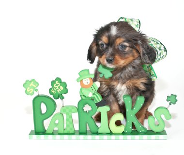 Aziz patrick günü köpek yavrusu